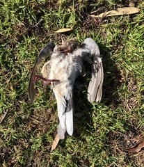 Streptopelia senegalensis