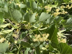Tilia dasystyla caucasica