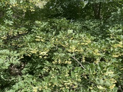 Tilia dasystyla caucasica