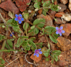 Anagallis