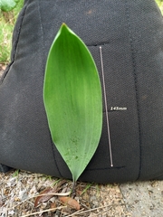 Eriospermum abyssinicum