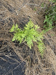 Davallia canariensis