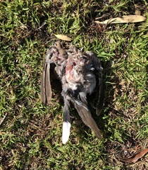 Streptopelia senegalensis