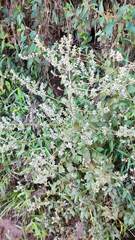 Minthostachys mollis