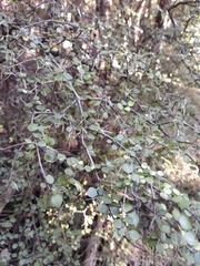 Coprosma crassifolia