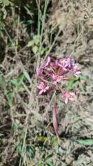 Epidendrum secundum