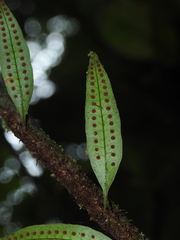 Microgramma dictyophylla