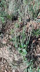 Baccharis trimera