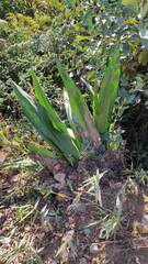 Furcraea andina