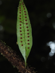 Microgramma dictyophylla
