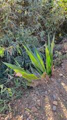 Furcraea andina