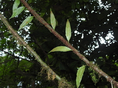 Microgramma dictyophylla