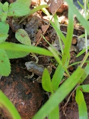 Eleutherodactylus pallidus