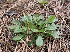 Rumex acetosella image