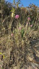 Epidendrum secundum