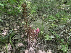 Orobanche laxissima