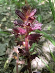Orobanche laxissima