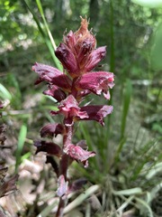 Orobanche laxissima