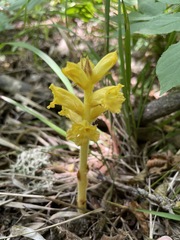 Orobanche laxissima