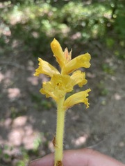 Orobanche laxissima