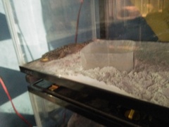 Eublepharis macularius