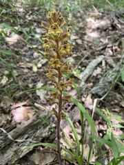 Orobanche laxissima