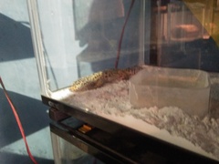 Eublepharis macularius