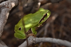 Hyla molleri