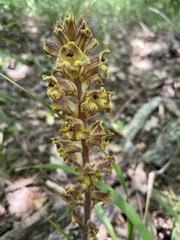 Orobanche laxissima