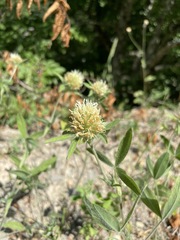 Trifolium caucasicum