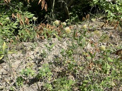 Trifolium caucasicum