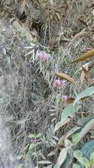 Epidendrum secundum