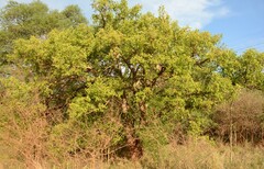 Lannea schweinfurthii