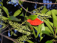 Elaeocarpus glabripetalus