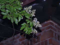 Lagerstroemia subcostata