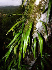 Microgramma percussa