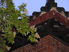 Lagerstroemia subcostata