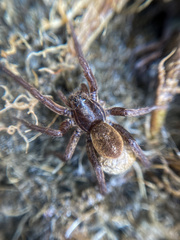 Diapontia