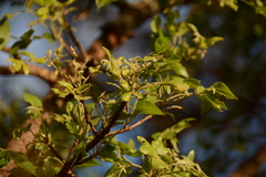 Lannea schweinfurthii