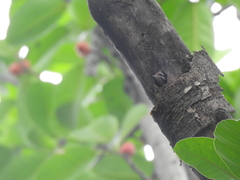 Picumnus innominatus