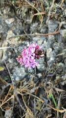 Epidendrum secundum