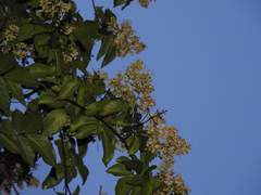 Lagerstroemia subcostata