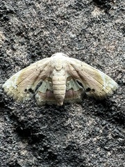 Holocryptis