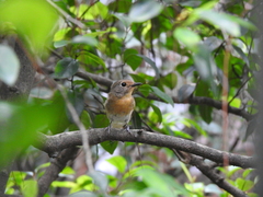 Cyornis hainanus