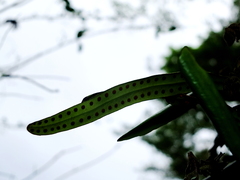 Microgramma percussa