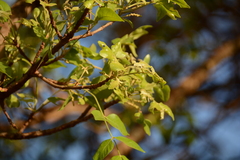 Lannea schweinfurthii