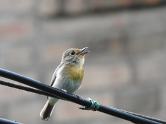 Cyornis hainanus
