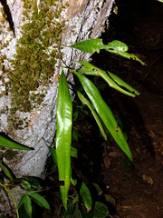 Microgramma percussa