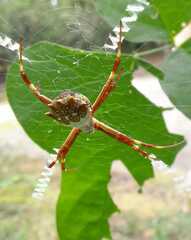 Argiope argentata