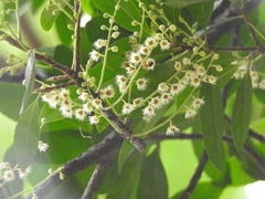 Elaeocarpus glabripetalus